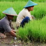 Jual Beli Mesin Pertanian Antar Kota untuk Kebutuhan Usaha