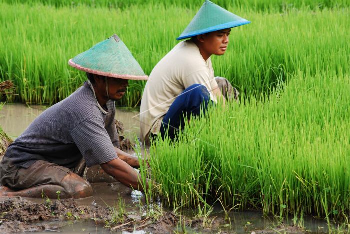 cara menggunakan mesin tanam padi