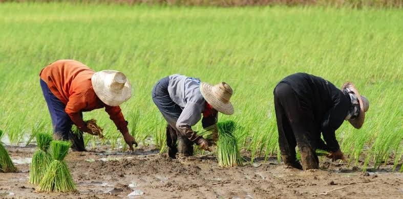 Cara Menggunakan Mesin Tanam Padi Modern