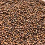 mengenal Pueraria javanica