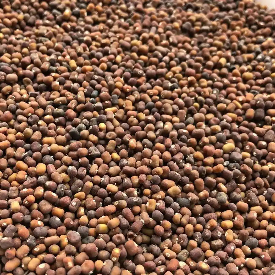 mengenal Pueraria javanica