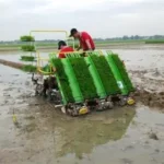 perawatan tanaman padi