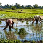 Cara Menanam Bibit Padi Berjajar Dengan Benar