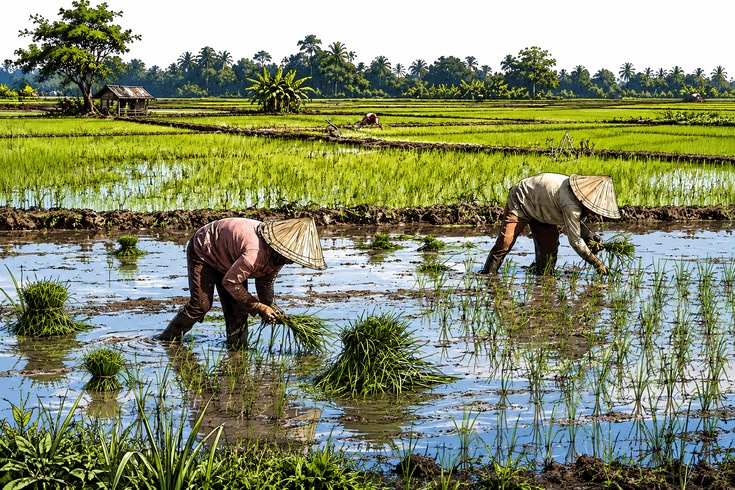 Cara Menanam Bibit Padi Berjajar Dengan Benar