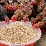 Cara Membuat Pakan Ayam Fermentasi agar Lebih Efisien
