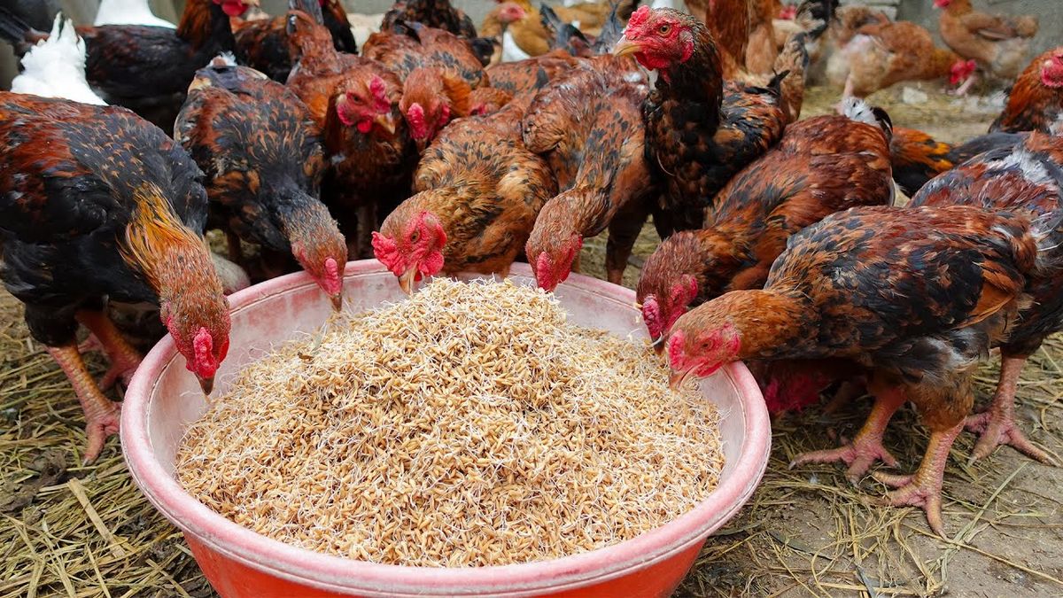 Cara Membuat Pakan Ayam Fermentasi agar Lebih Efisien