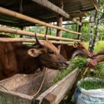 Usaha Peternakan Sapi untuk Pemula agar Lebih Terencana