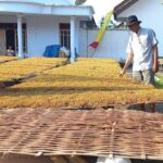 Cara Menyortir Daun Tembakau Berdasarkan Kualitas dengan Tepat