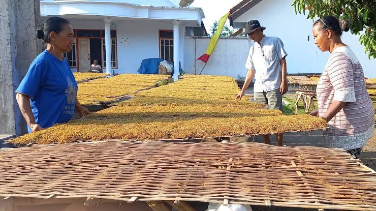 Cara Menyortir Daun Tembakau Berdasarkan Kualitas dengan Tepat